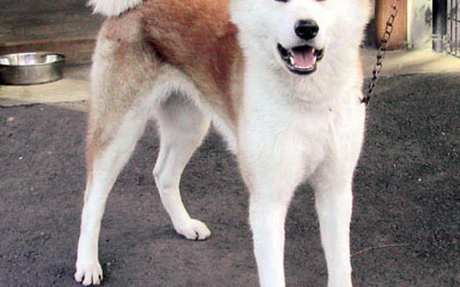 Odate museum honors national dog, the Akita | Stars and Stripes